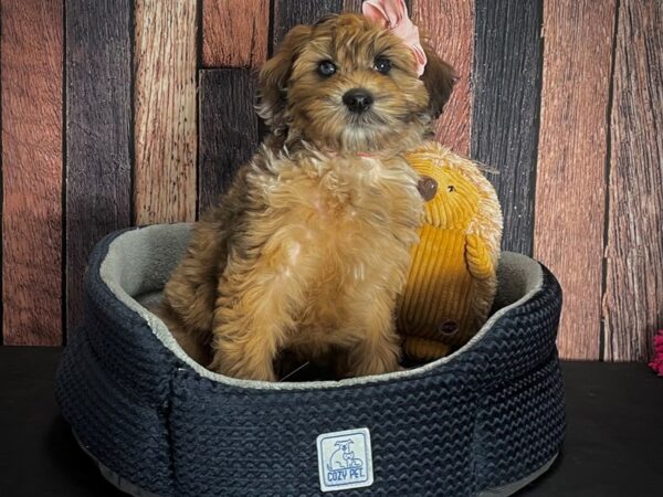 Poodle/Soft Coated Wheaten Terrier-DOG-Female-Wheaten-25130-Petland Las Vegas, Nevada