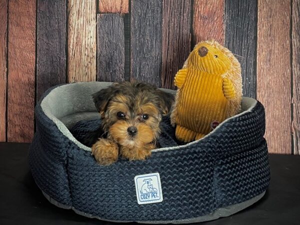 Maltese/Yorkshire Terrier DOG Female Black / Tan 25129 Petland Las Vegas, Nevada