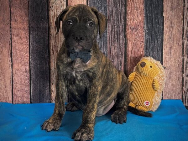 Bullmastiff DOG Male Brindle 25127 Petland Las Vegas, Nevada