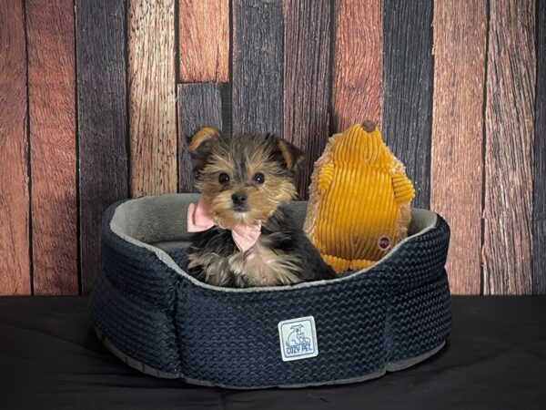 Yorkshire Terrier DOG Male Black / Tan 25126 Petland Las Vegas, Nevada