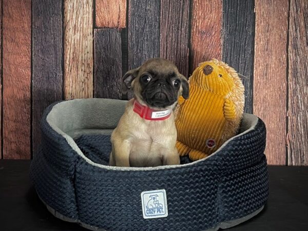 Pug-DOG-Female-Fawn-25123-Petland Las Vegas, Nevada