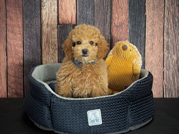 Poodle DOG Male Apricot 25122 Petland Las Vegas, Nevada