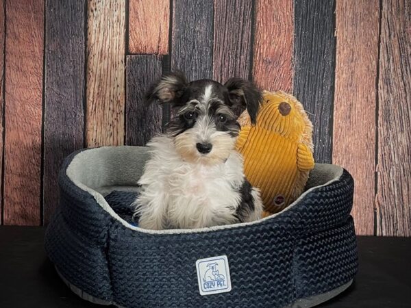 Miniature Schnauzer DOG Male White Black / Tan 25120 Petland Las Vegas, Nevada