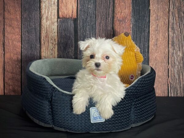 Maltese DOG Female White 25118 Petland Las Vegas, Nevada