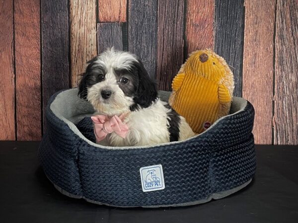 Havanese DOG Male White Black / Tan 25117 Petland Las Vegas, Nevada