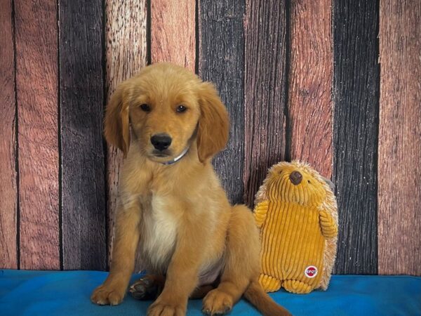 Golden Retriever DOG Male Golden 25116 Petland Las Vegas, Nevada