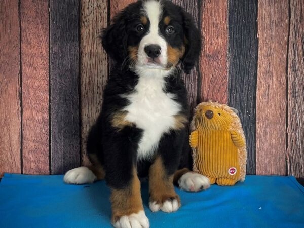 Bernese Mountain Dog DOG Male Black / Rust 25115 Petland Las Vegas, Nevada