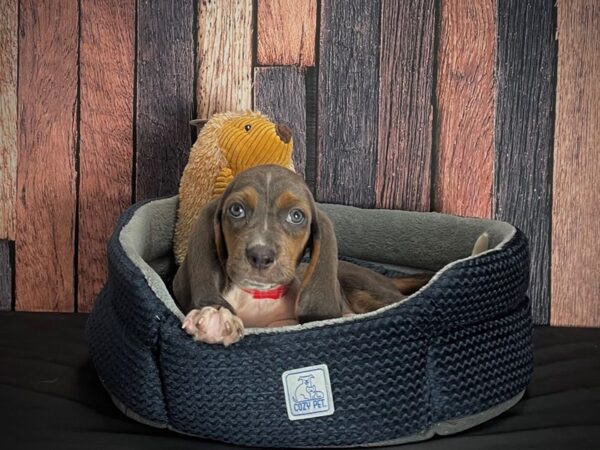 Basset Hound DOG Female Blue White / Tan 25114 Petland Las Vegas, Nevada