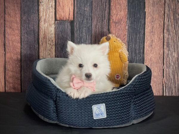 American Eskimo Dog DOG Male White 25113 Petland Las Vegas, Nevada