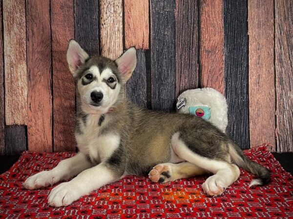 Alaskan Malamute-Dog-Female-Sable and White-25164-Petland Las Vegas, Nevada