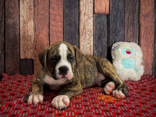 American Bulldog/English Bulldog-DOG-Male-Fawn Brindle and White-25143-Petland Las Vegas, Nevada