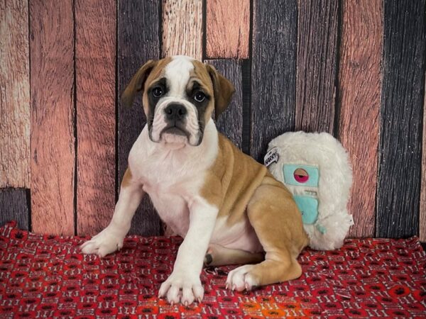 American Bulldog/English Bulldog-DOG-Female-Red and White-25144-Petland Las Vegas, Nevada