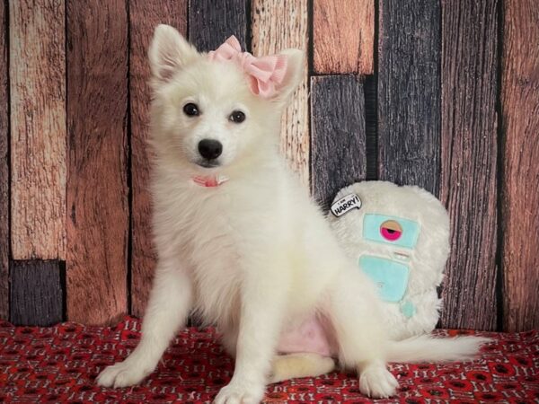 American Eskimo Dog-Dog-Female-White-25153-Petland Las Vegas, Nevada