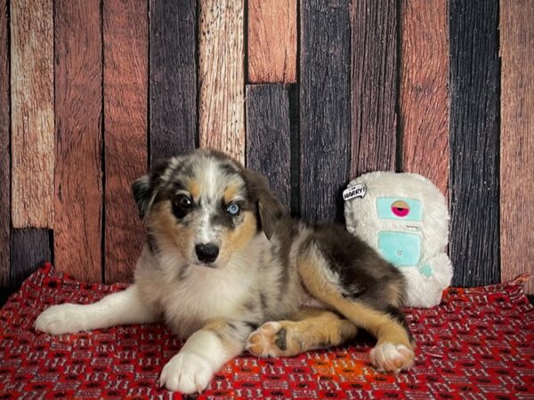 Australian Shepherd DOG Female Blue Merle White and Tan 25152 Petland Las Vegas, Nevada