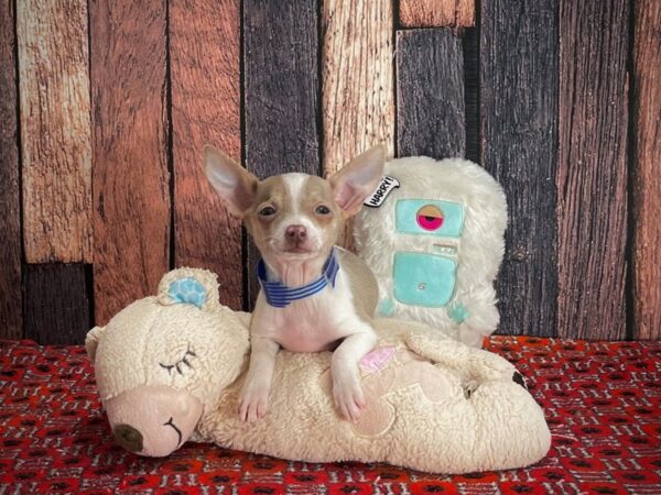 Chihuahua-DOG-Male-Blue Fawn-25151-Petland Las Vegas, Nevada