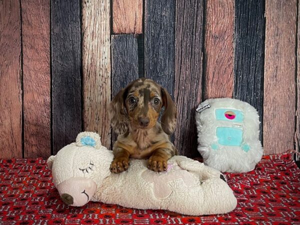 Dachshund DOG Female Chocolate Dapple 25141 Petland Las Vegas, Nevada