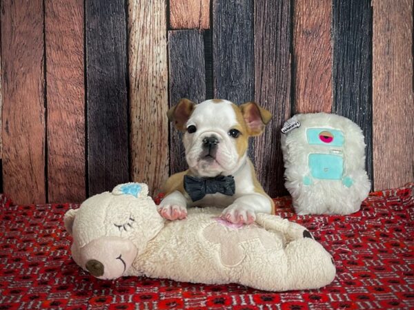 English Bulldog-DOG-Male-Red and White-25150-Petland Las Vegas, Nevada