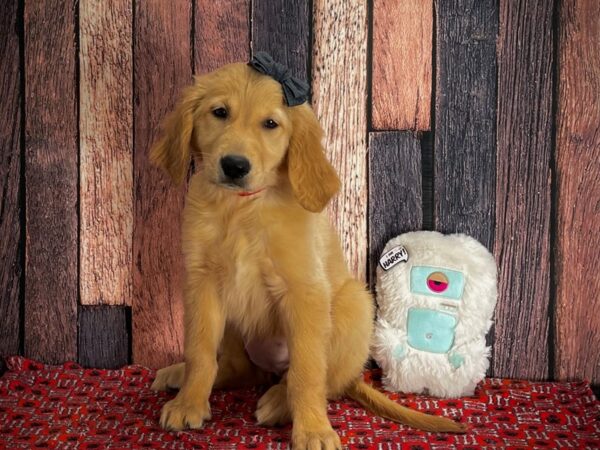 Golden Retriever DOG Female Golden 25156 Petland Las Vegas, Nevada