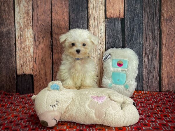 Maltese DOG Male White 25157 Petland Las Vegas, Nevada