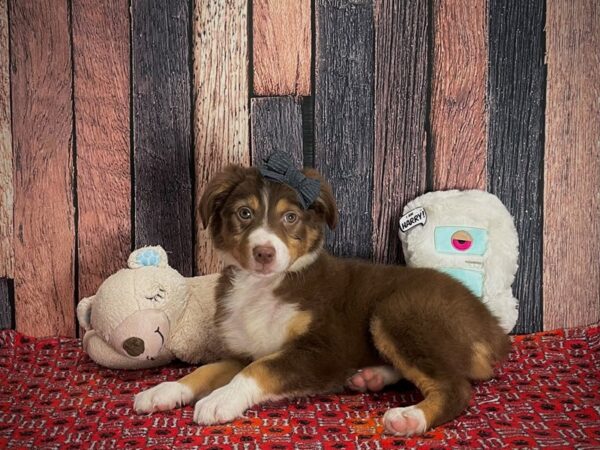 Miniature American Shepherd DOG Female Red 25145 Petland Las Vegas, Nevada