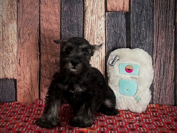 Miniature Schnauzer DOG Female Salt / Pepper 25158 Petland Las Vegas, Nevada