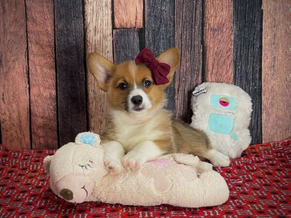 Pembroke Welsh Corgi DOG Female Sable 25149 Petland Las Vegas, Nevada