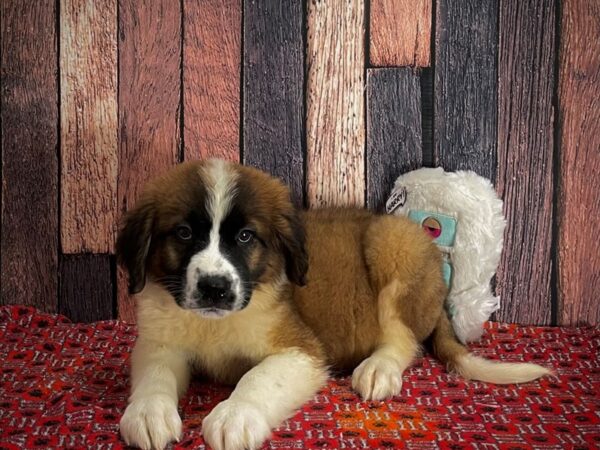 Saint Bernard DOG Female Mahogany / White 25159 Petland Las Vegas, Nevada