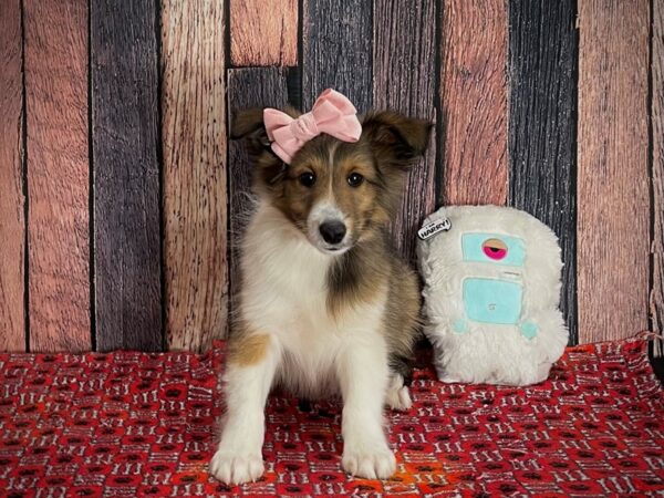 Shetland Sheepdog DOG Female Sable and White 25146 Petland Las Vegas, Nevada