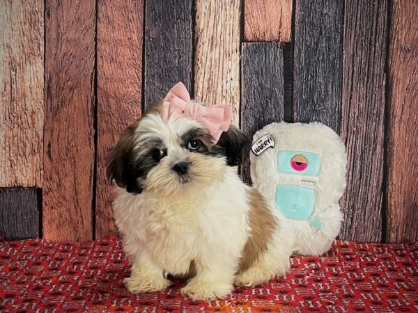 Shih Tzu DOG Female Gold and White 25148 Petland Las Vegas, Nevada