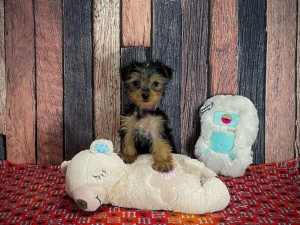 Yorkshire Terrier Dog Female Black / Tan 25160 Petland Las Vegas, Nevada