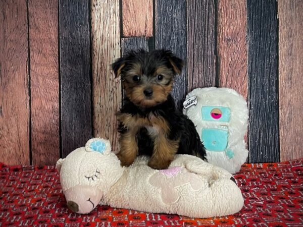 Yorkshire Terrier DOG Female Black / Tan 25161 Petland Las Vegas, Nevada