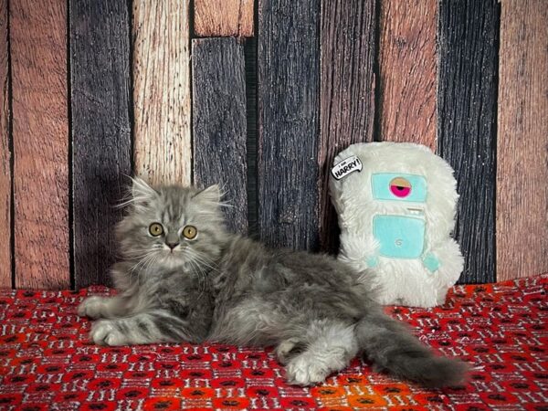 Persian CAT Male Blue 25142 Petland Las Vegas, Nevada