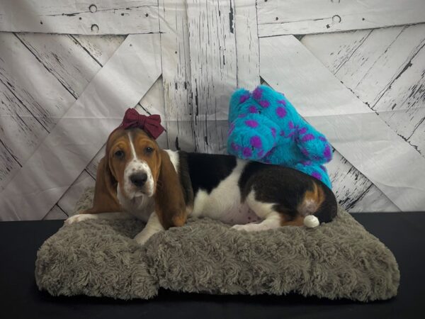 Basset Hound DOG Female Black White / Tan 25184 Petland Las Vegas, Nevada