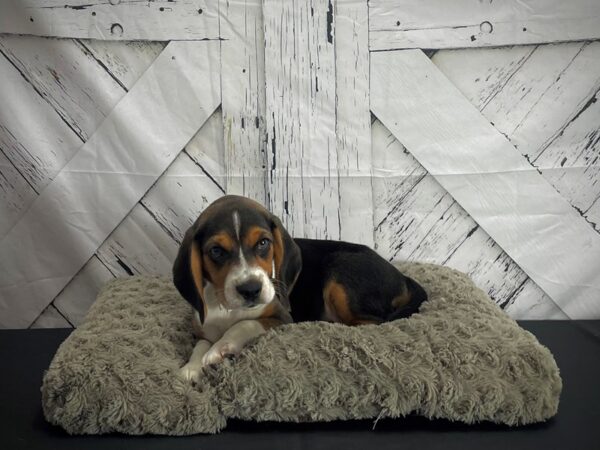 Beagle DOG Male Black White and Tan 25170 Petland Las Vegas, Nevada