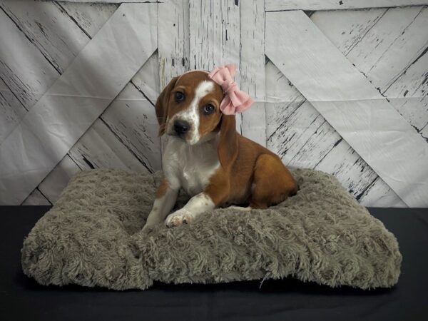 Beagle DOG Female Red and White 25171 Petland Las Vegas, Nevada