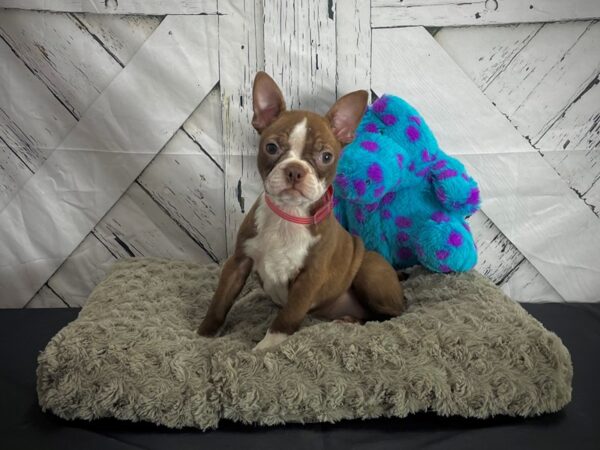 Boston Terrier DOG Female Seal and White 25172 Petland Las Vegas, Nevada