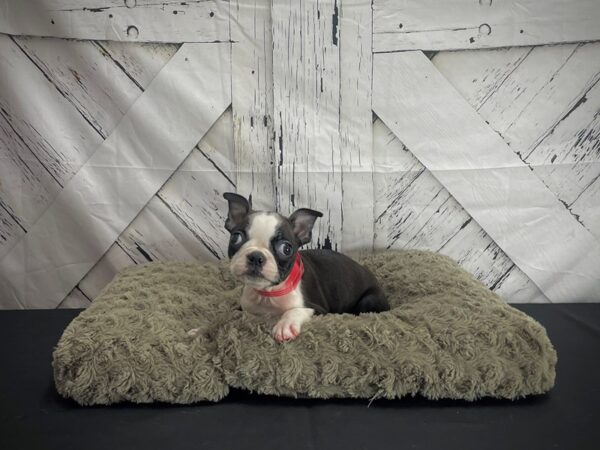 Boston Terrier DOG Female Black 25185 Petland Las Vegas, Nevada