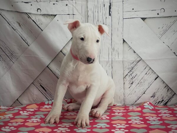 Bull Terrier-DOG-Female-White-25165-Petland Las Vegas, Nevada