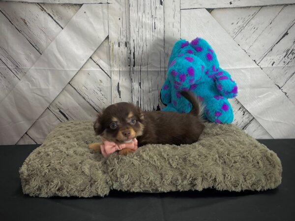 Chihuahua DOG Male Chocolate and Tan 25188 Petland Las Vegas, Nevada