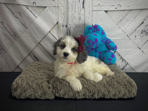 Cocker Spaniel/Poodle-DOG-Female-Blue Merle-25182-Petland Las Vegas, Nevada