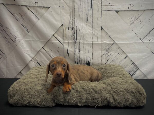 Dachshund DOG Female Chocolate / Tan 25173 Petland Las Vegas, Nevada