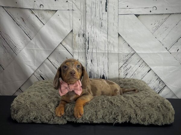 Dachshund DOG Male Chocolate / Tan 25174 Petland Las Vegas, Nevada