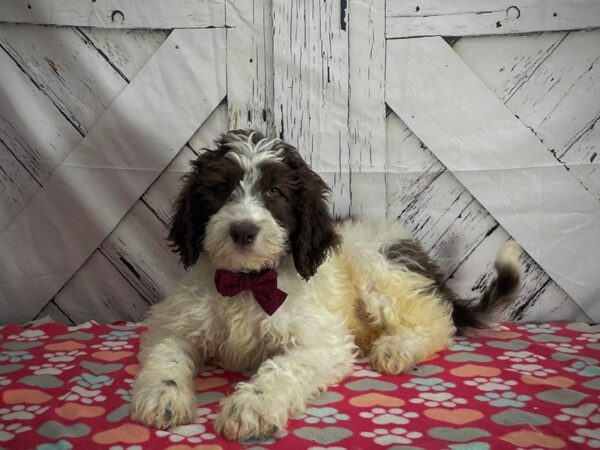 F1B Newfypoo-DOG-Male-White / Chocolate-25181-Petland Las Vegas, Nevada