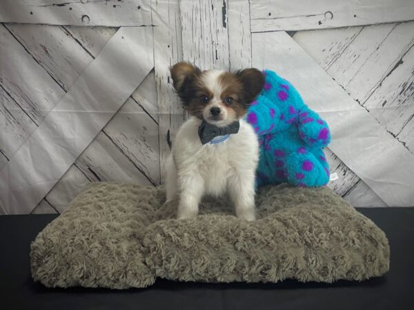 Papillon-Dog-Male-White and Red-25169-Petland Las Vegas, Nevada