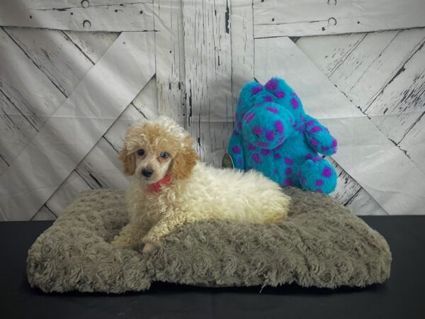 Poodle DOG Female Apricot 25175 Petland Las Vegas, Nevada