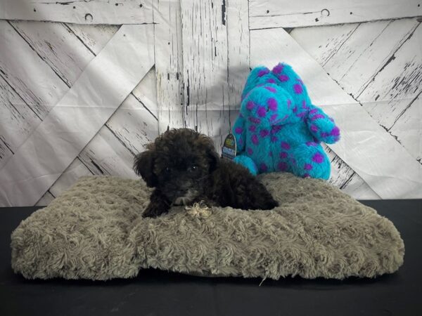 Poodle/Yorkshire Terrier-DOG-Female-Red Sable-25183-Petland Las Vegas, Nevada