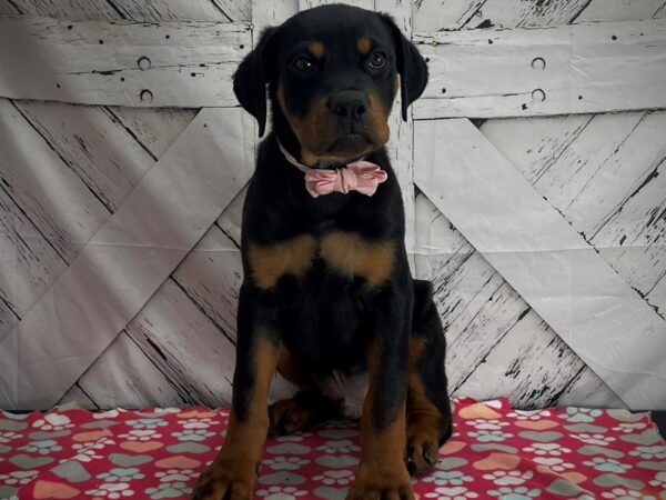 Rottweiler DOG Male Black and Mahogany 25167 Petland Las Vegas, Nevada