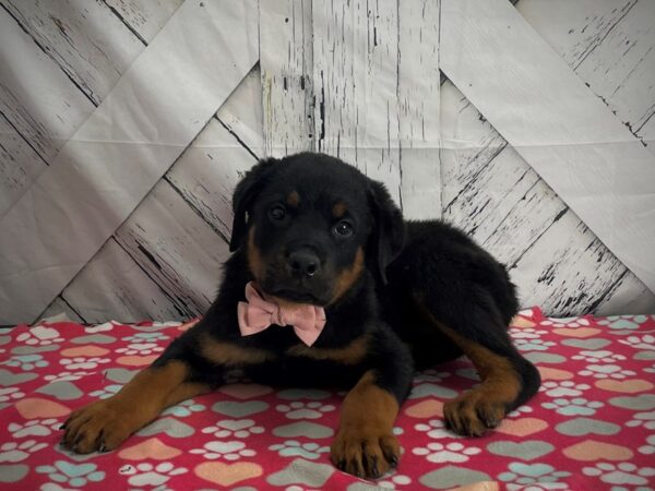 Rottweiler DOG Male Black / Mahogany 25176 Petland Las Vegas, Nevada