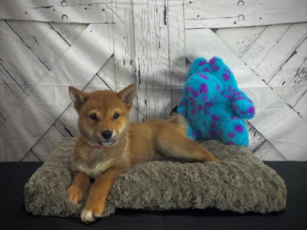 Shiba Inu DOG Female Red 25168 Petland Las Vegas, Nevada