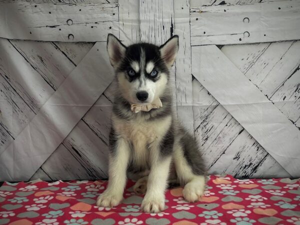 Siberian Husky DOG Male Black 25178 Petland Las Vegas, Nevada